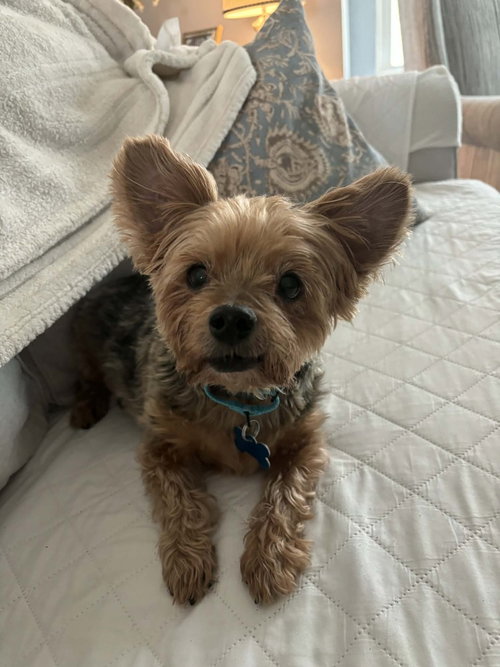JAKE - Yorkshire Terrier Yorkie available for adoption