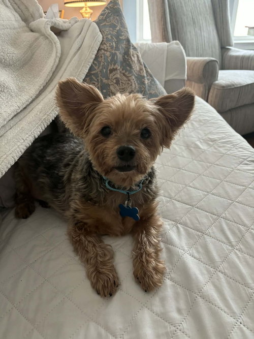 JAKE - Yorkshire Terrier Yorkie available for adoption