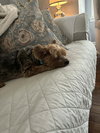 Jake - Photo 3