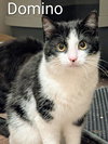Domino - Photo 1