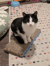 Domino - Photo 2