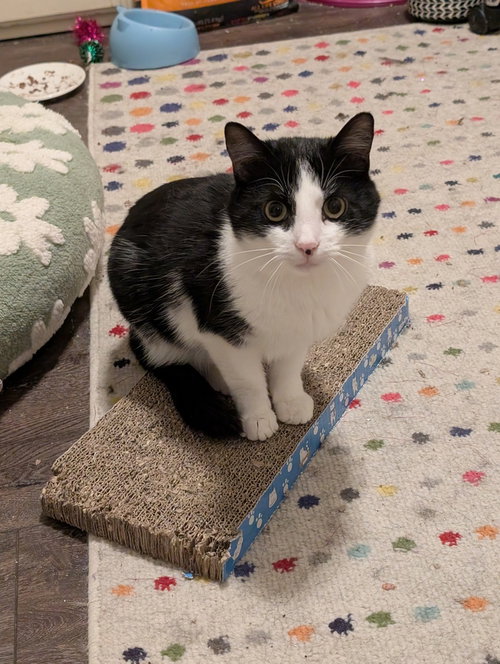 DOMINO - Domestic Short Hair available for adoption