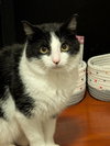 Domino - Photo 3