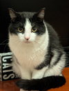Domino - Photo 4