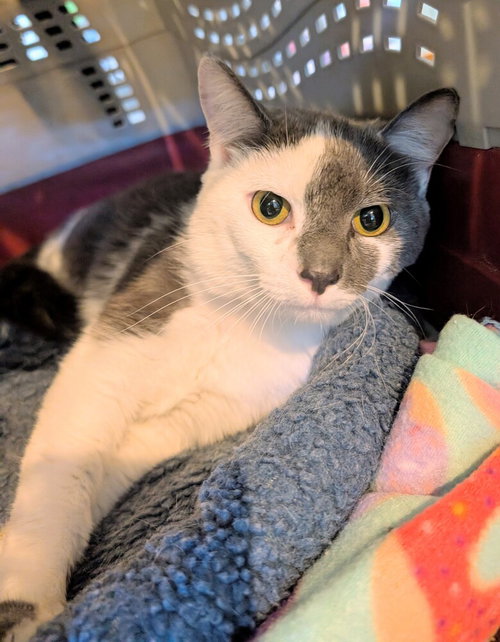 MIKA - Domestic Short Hair available for adoption