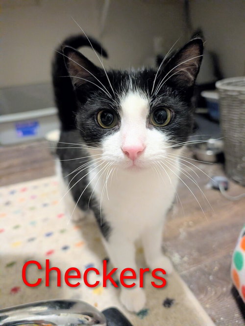 CHECKERS - Domestic Short Hair available for adoption