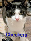 Checkers - Photo 3