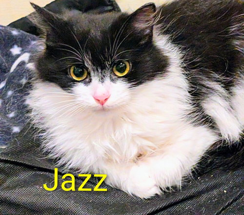 JAZZ - Domestic Long Hair available for adoption
