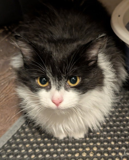 JAZZ - Domestic Long Hair available for adoption