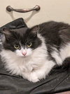 Jazz - Photo 3