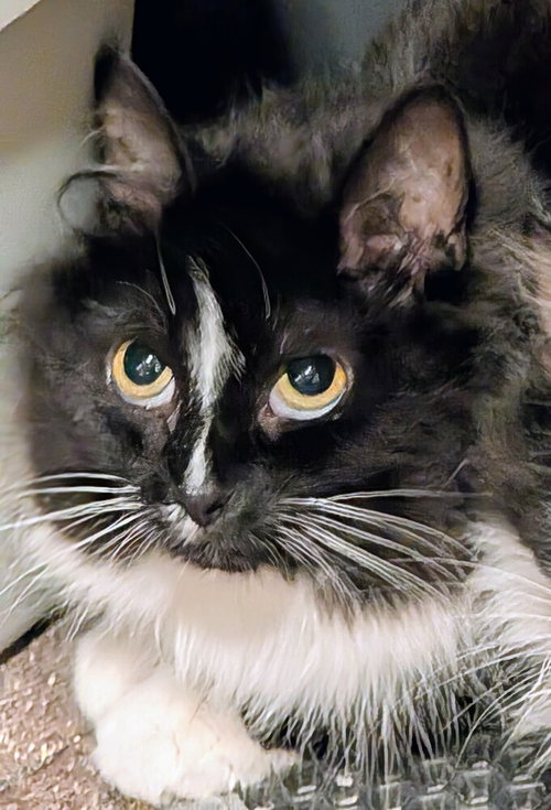 Sage, an adoptable Domestic Long Hair in Springdale, PA