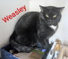 Weasley - Photo 1