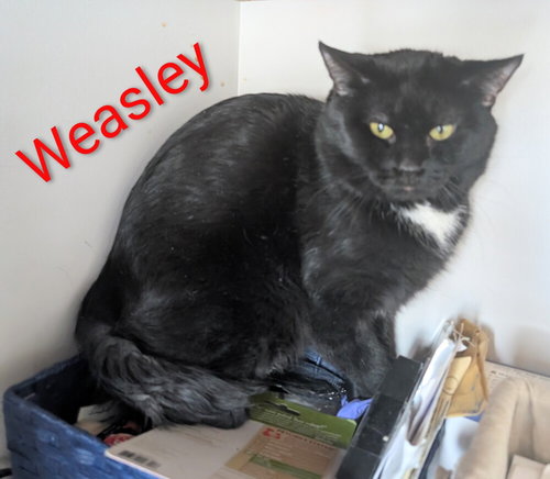 WEASLEY - Domestic Short Hair available for adoption