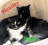 Weasley - Photo 2