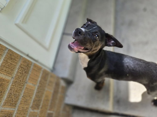 DOLLY - Terrier available for adoption