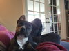 Dolly - Photo 4
