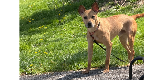 SALEM - Terrier available for adoption