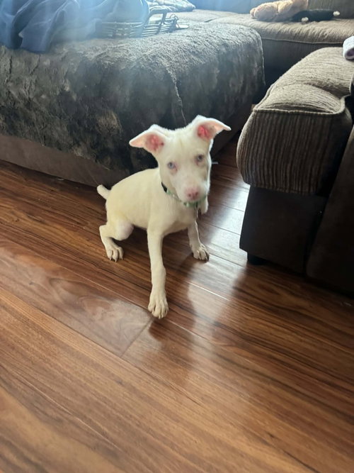 NYX - Husky available for adoption