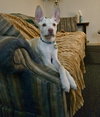 Jerry - Photo 1