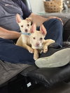 Jerry - Photo 4