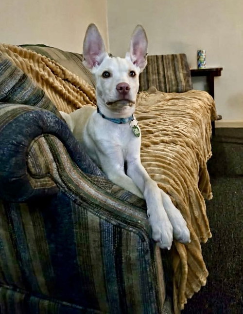JERRY - Husky available for adoption