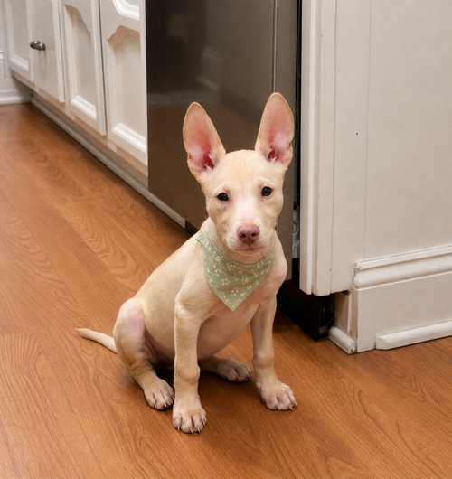 NEWMAN - Husky / Terrier available for adoption