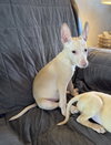 Newman - Photo 4