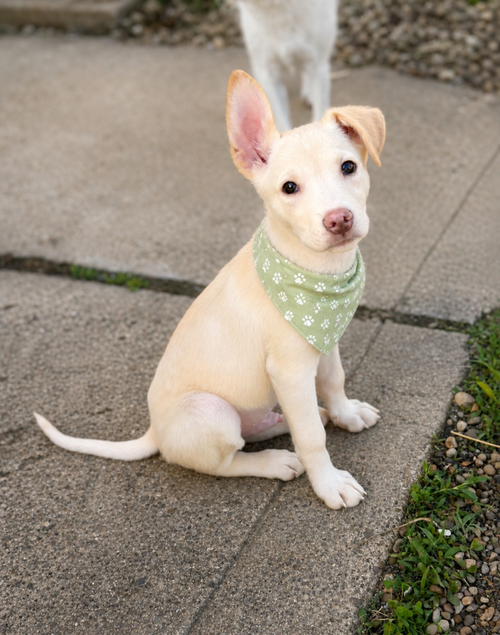 COSMO - Husky available for adoption