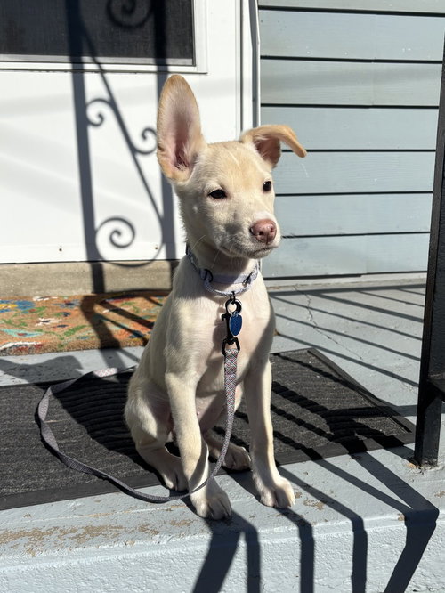 COSMO - Husky available for adoption