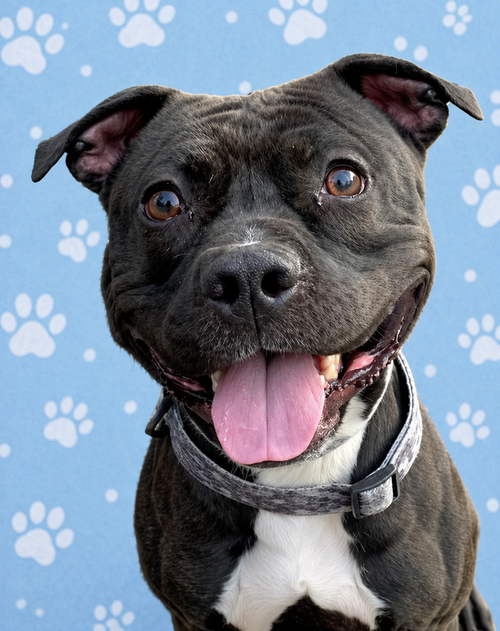 ZORRO - Staffordshire Bull Terrier available for adoption