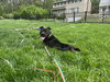 Zorro - Photo 2