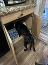Zorro - Photo 4
