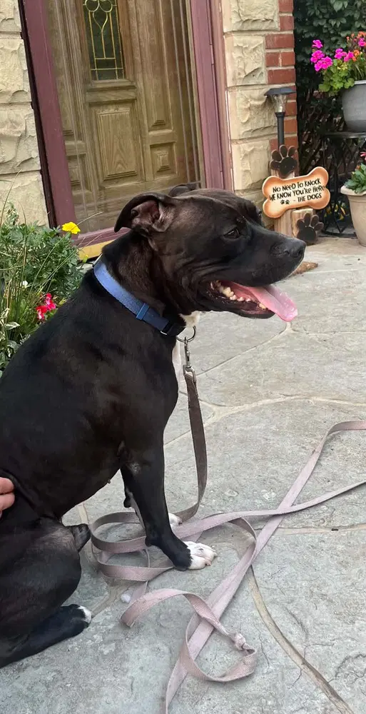 Zorro - Staffordshire Bull Terrier