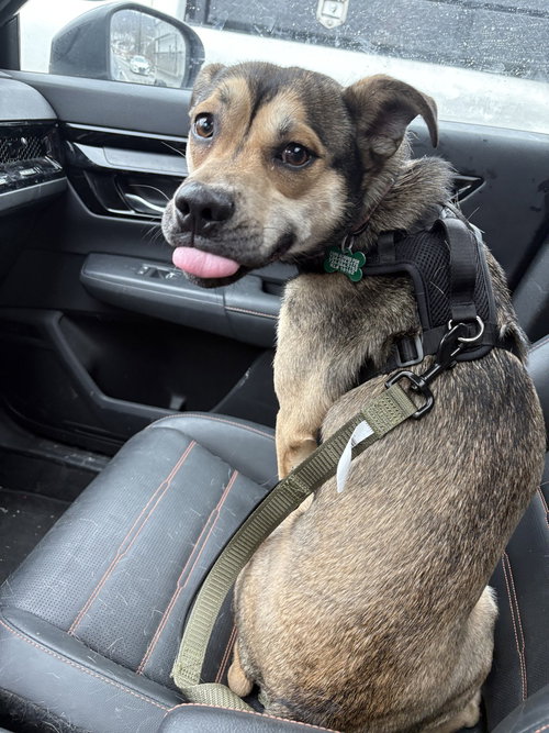 KRISTOFF - Husky / American Pit Bull Terrier available for adoption