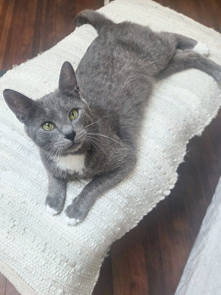 Sullivan, cat