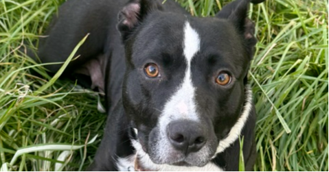 Mya, an adoptable Terrier in Springdale, PA