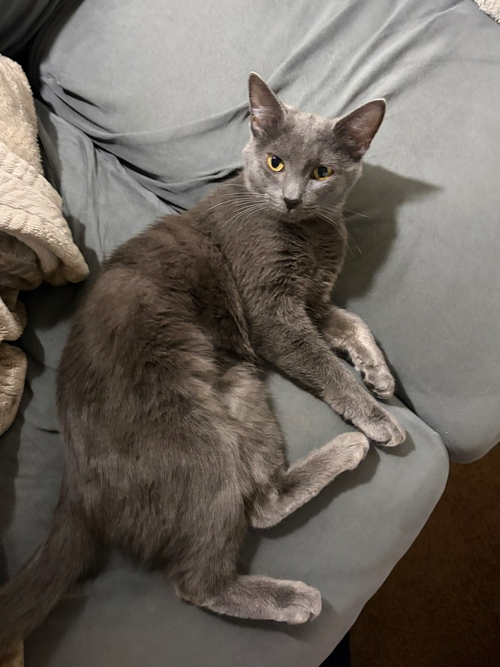 Ripley, an adoptable Domestic Short Hair in Springdale, PA