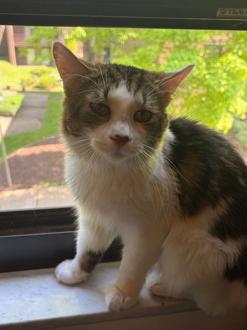 Buster, an adoptable Domestic Medium Hair in Springdale, PA