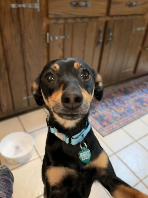 Bear, an adoptable Dachshund in Springdale, PA