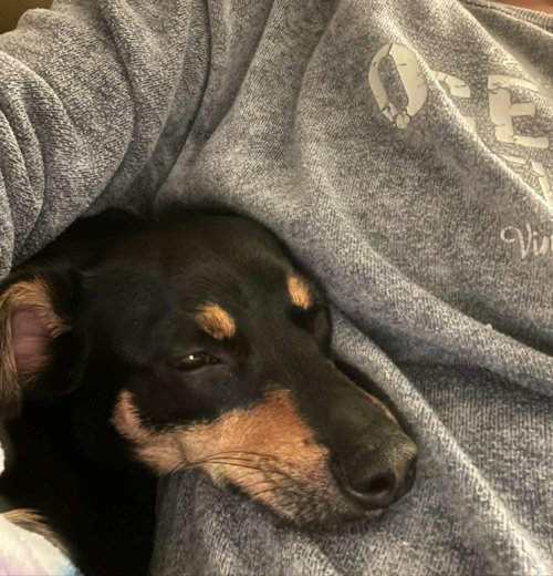 BEAR - Dachshund / Miniature Pinscher available for adoption