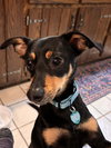 Bear - Photo 4