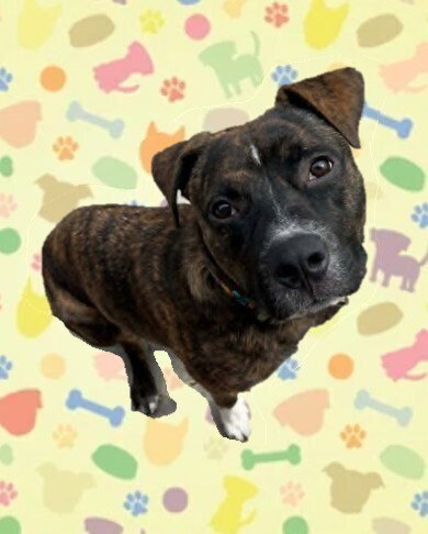 Samson, an adoptable Terrier in Springdale, PA