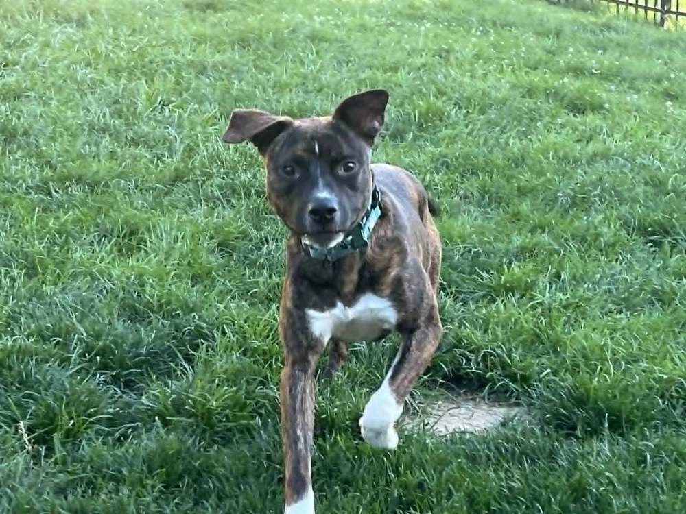 Samson