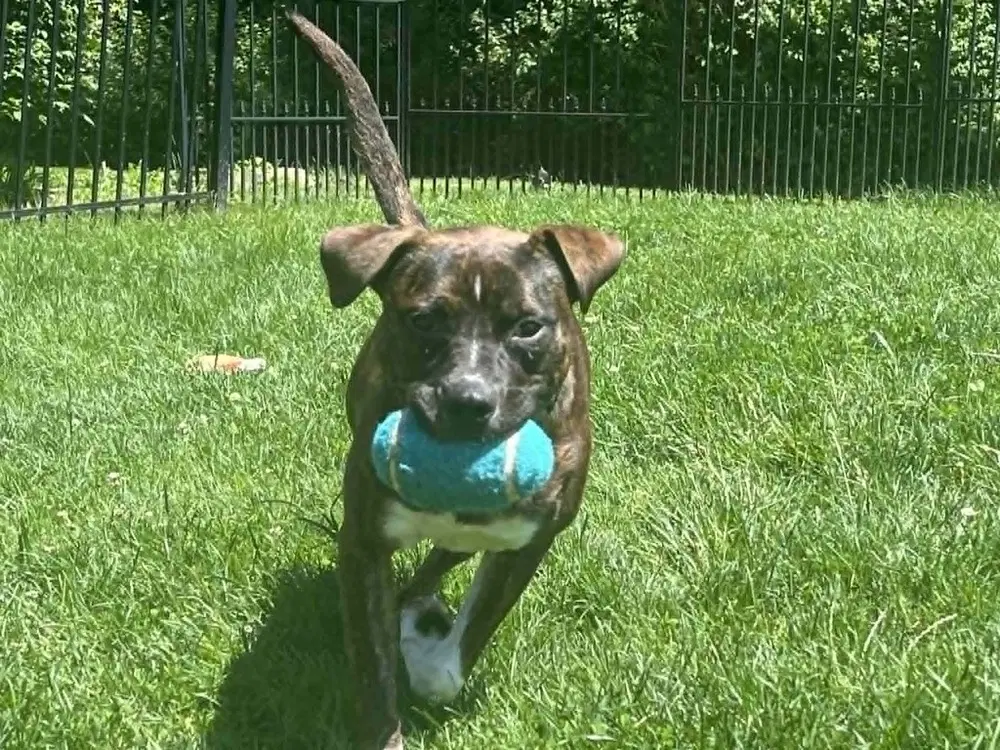 Samson image 2