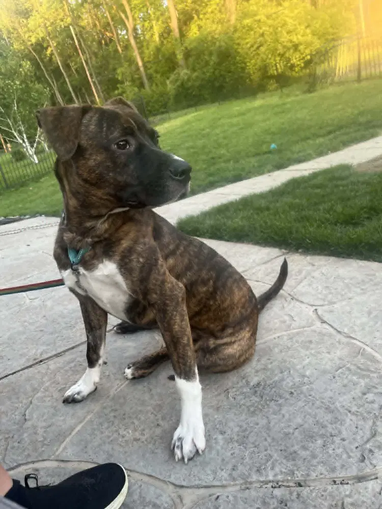 Samson image 3