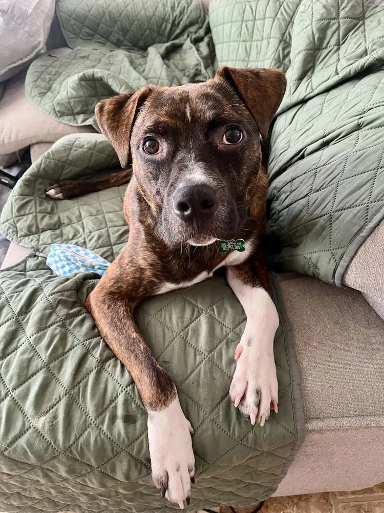 Samson - Boxer