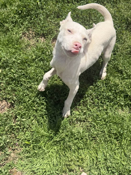Hagrid, an adoptable Husky in Springdale, PA