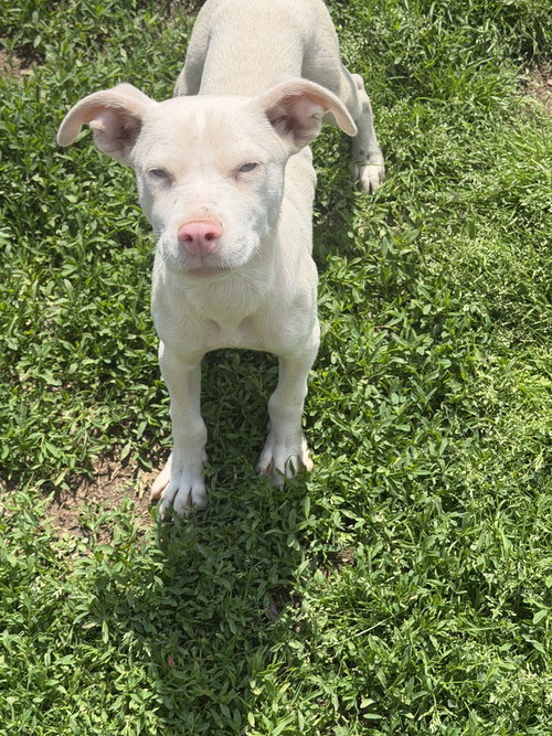 HAGRID - Husky available for adoption