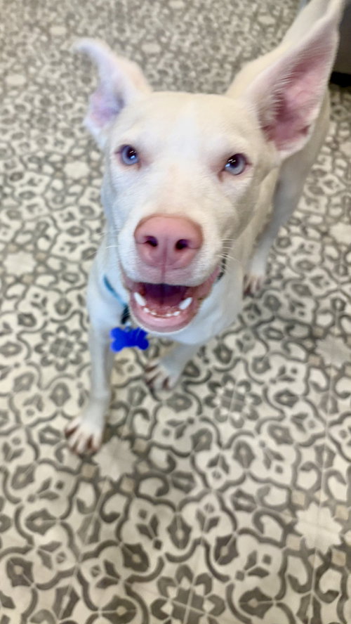 HAGRID - Husky / Terrier available for adoption