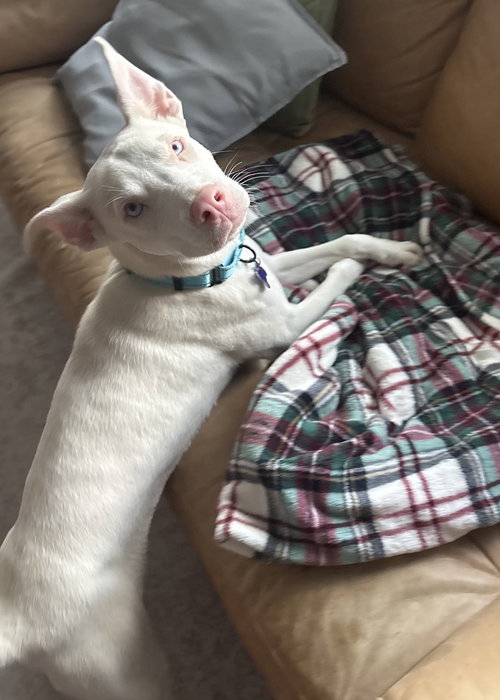 HAGRID - Husky / Terrier available for adoption